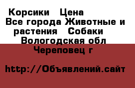 Корсики › Цена ­ 15 000 - Все города Животные и растения » Собаки   . Вологодская обл.,Череповец г.